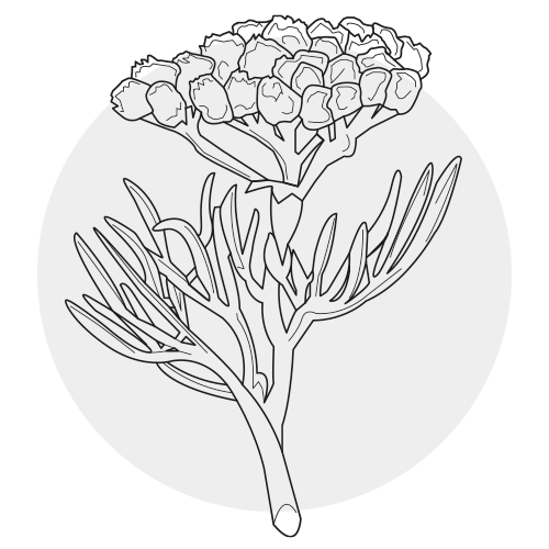 SEA FENNEL