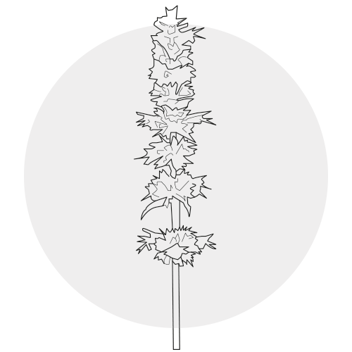 PATCHOULI