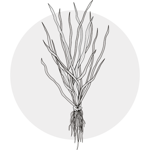 VETIVER