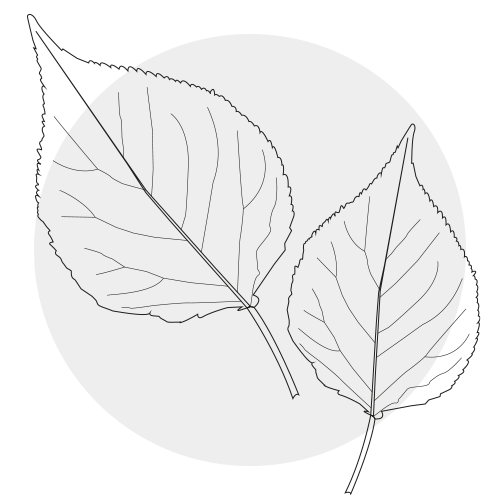 APRICOT LEAF EXTRACT