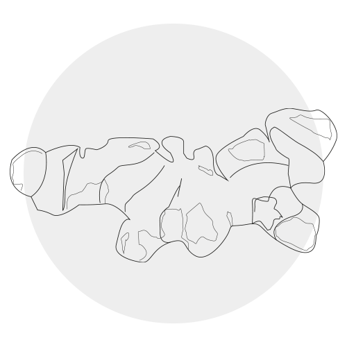 GINGER LEAF CELL EXTRACT