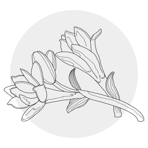 TUBEROSE