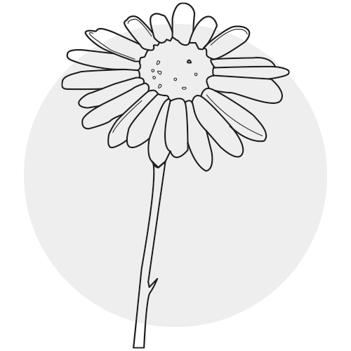 CHAMOMILE EXTRACT