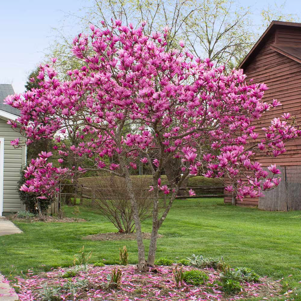 Magnolia Ritter Buy Magnolia Jane Tree Online | Pink Magnolia Tree