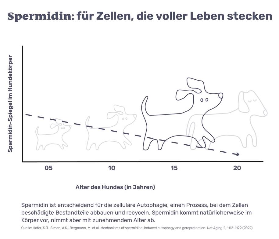 Spermidin: für Zellen, die voller Leben stecken