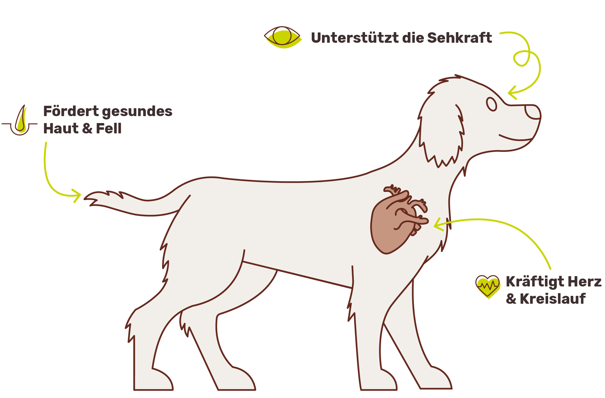 Wie Lachsöl-Drops die Gesundheit deines Hundes unterstützen