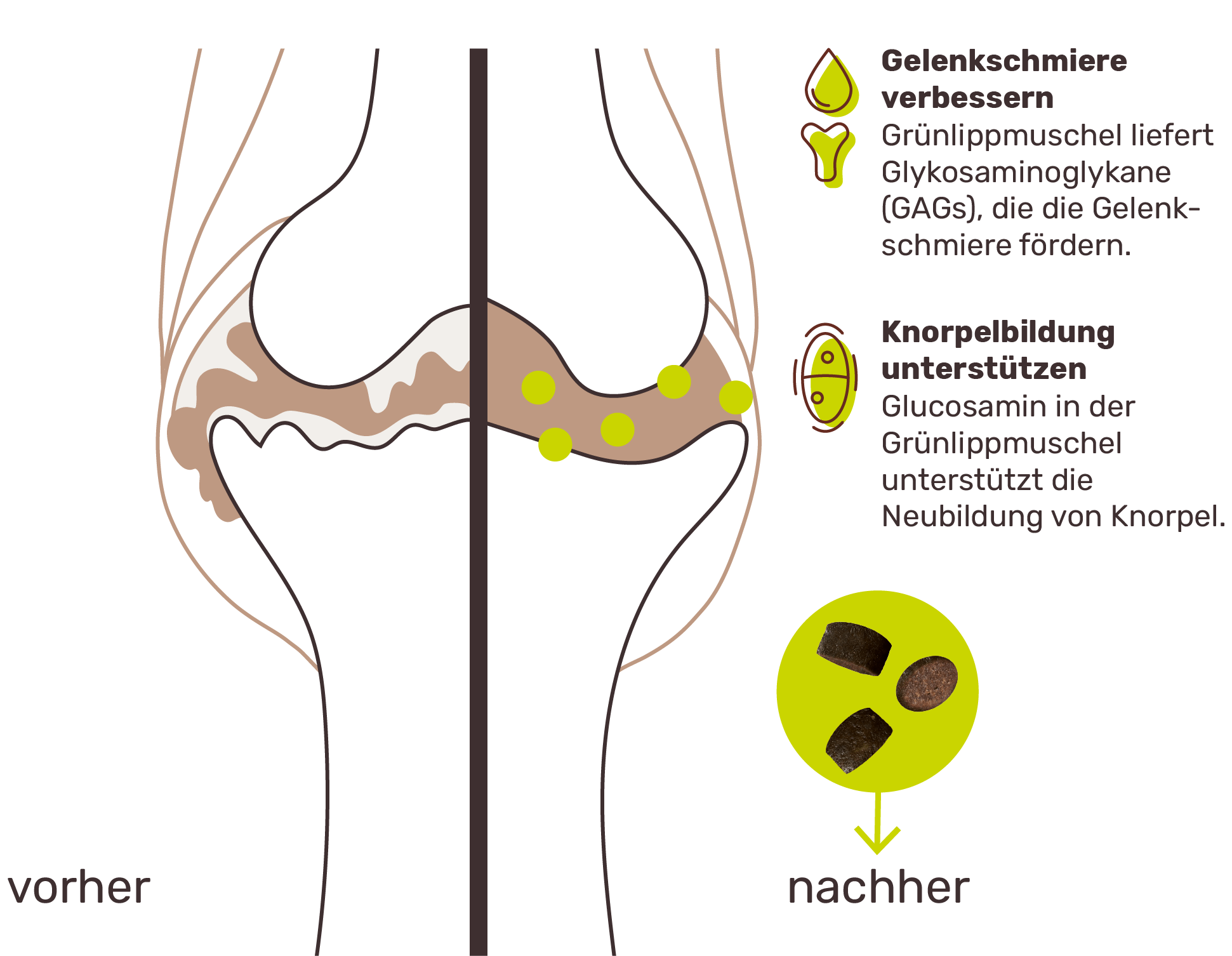 Wie Grünlippmuschel den Knorpel unterstützen kann