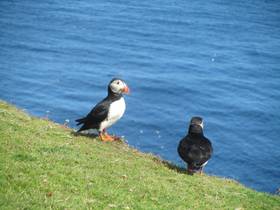 Fair Isle Puffins