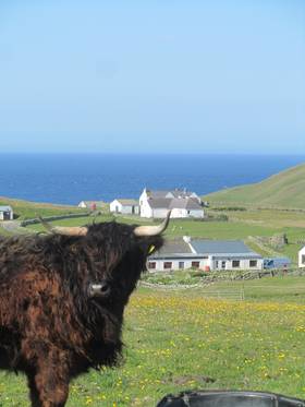 Fair Isle - cow