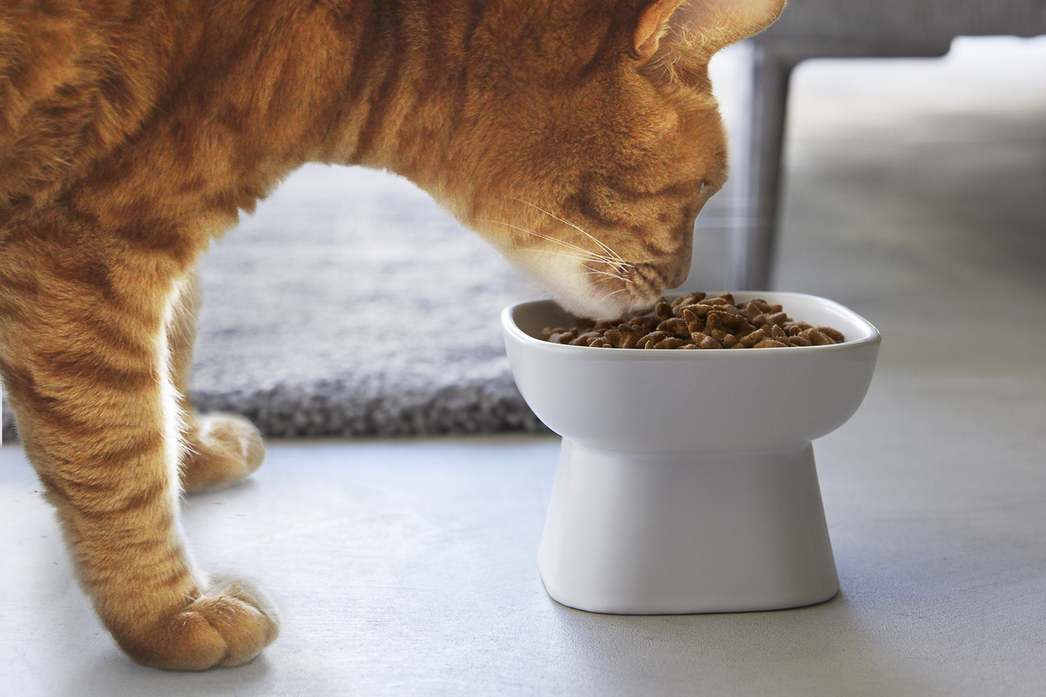 Ceramic Pet Food Bowl : For Comfortable Feeding