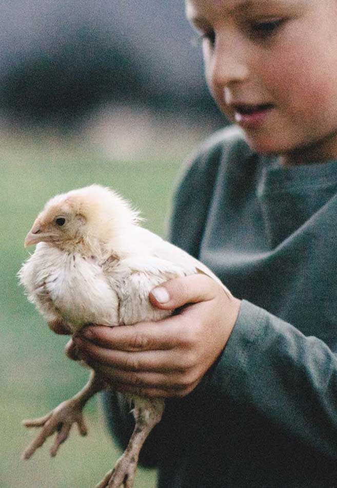 a child holding a hen