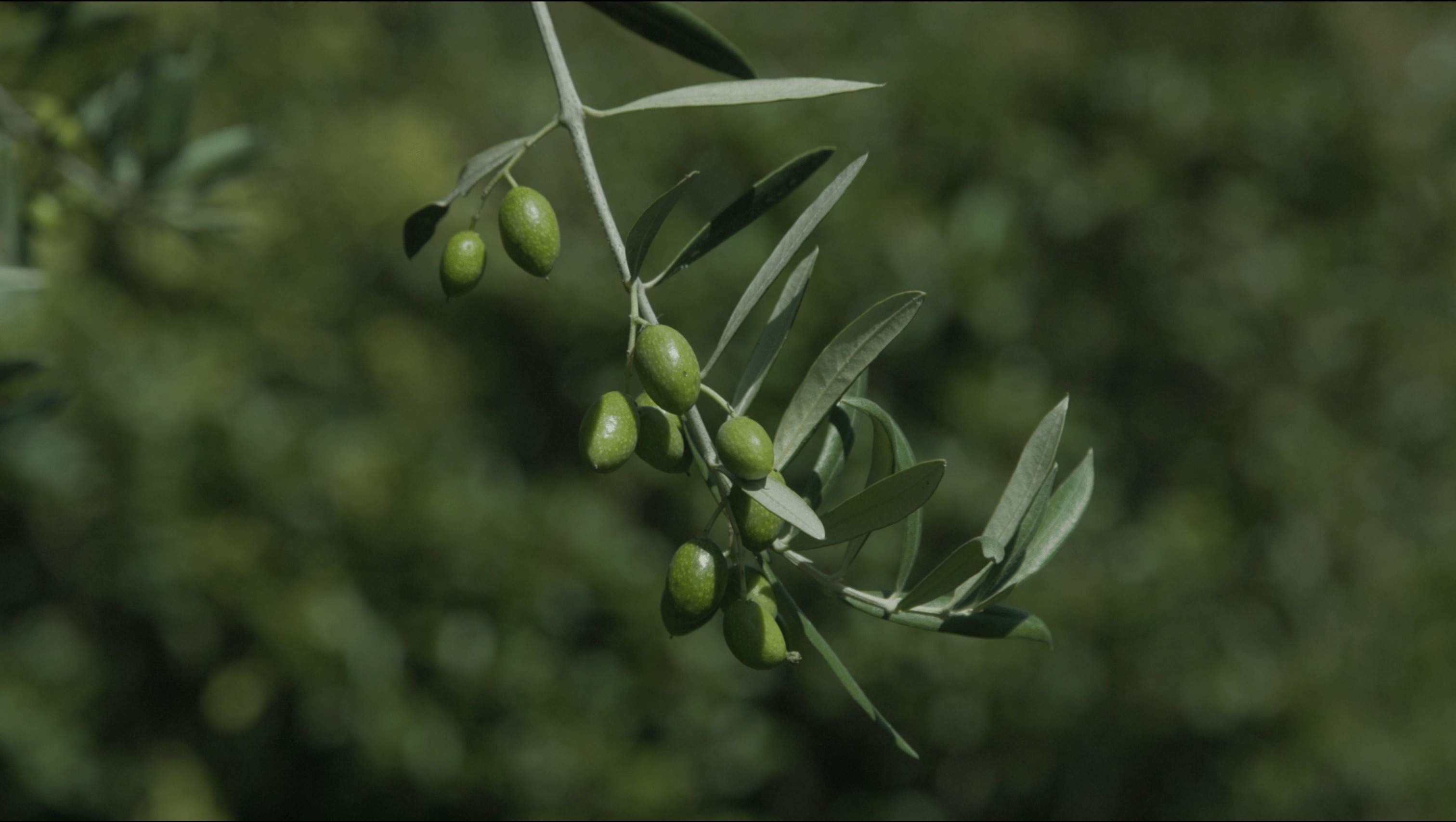 Olive tree branch