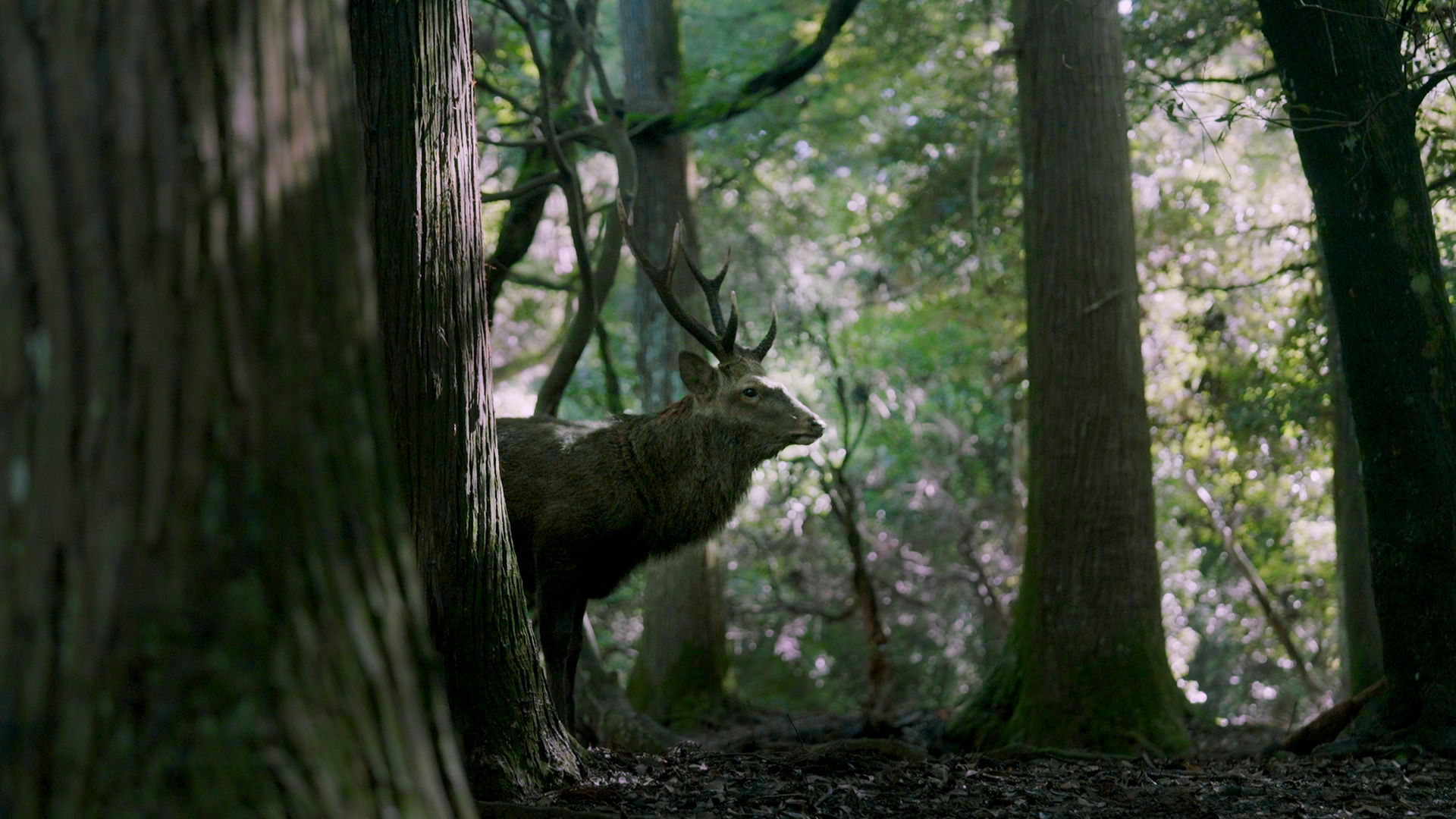 プリセットのサンプル画像