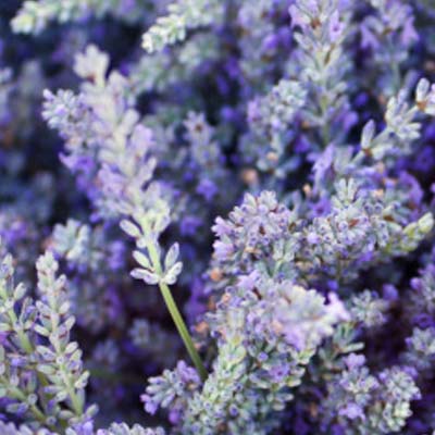 lavender essential oil