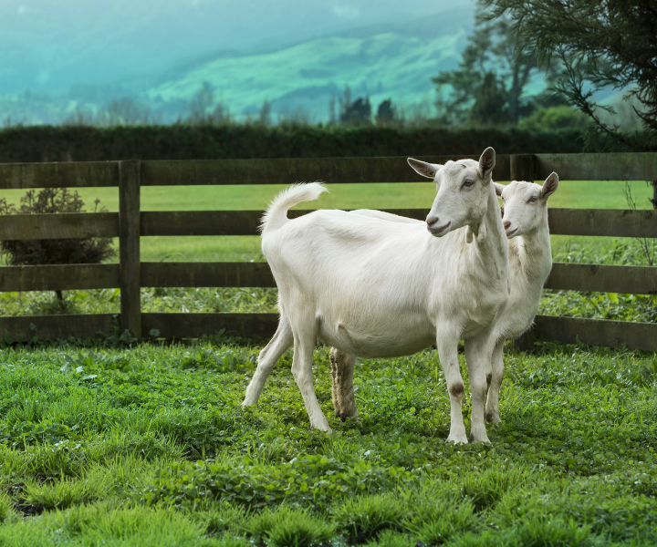 nannycare goats in the field