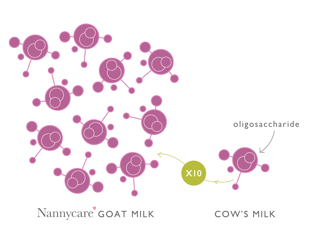 Oligosaccharides in goat vs cows milk