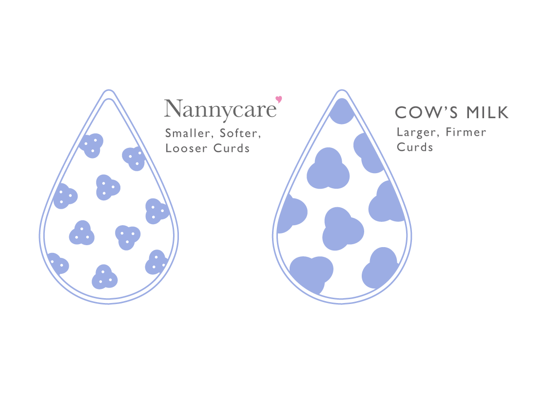 Softer curds in goat vs cows milk