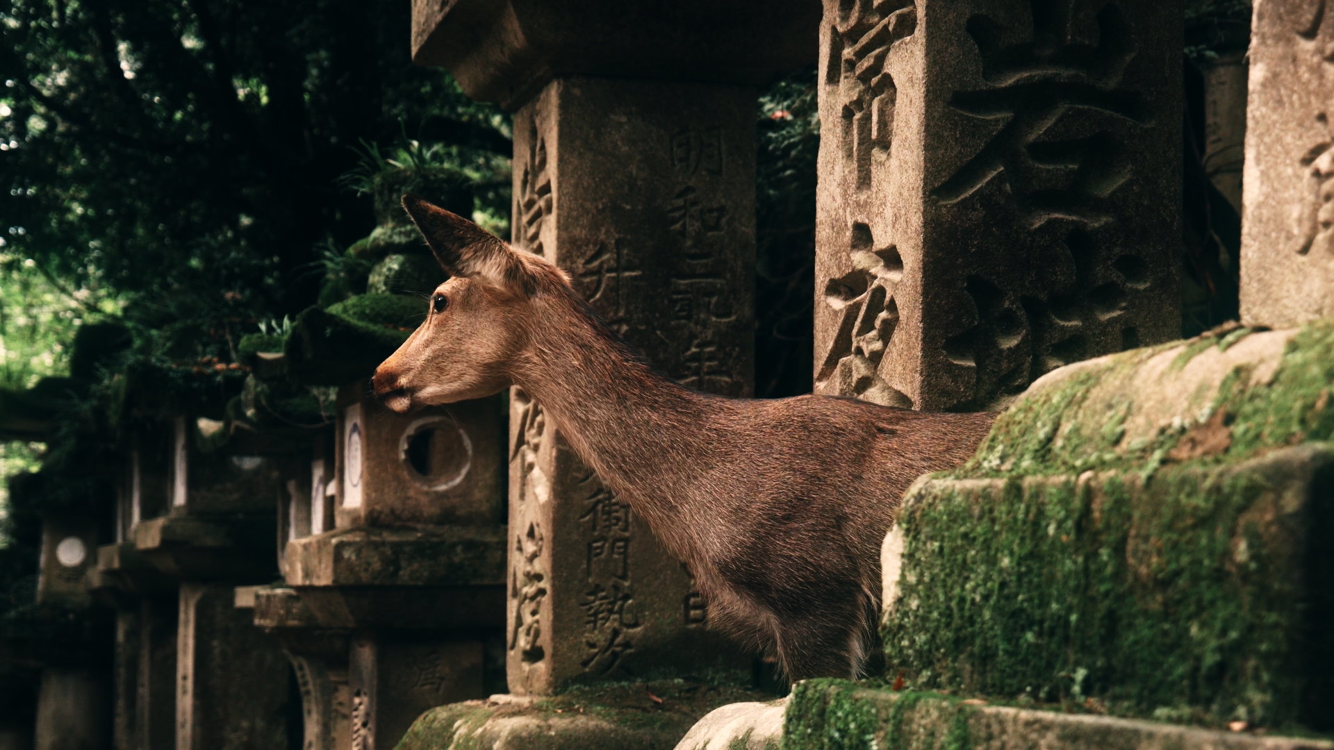 プリセットのサンプル画像