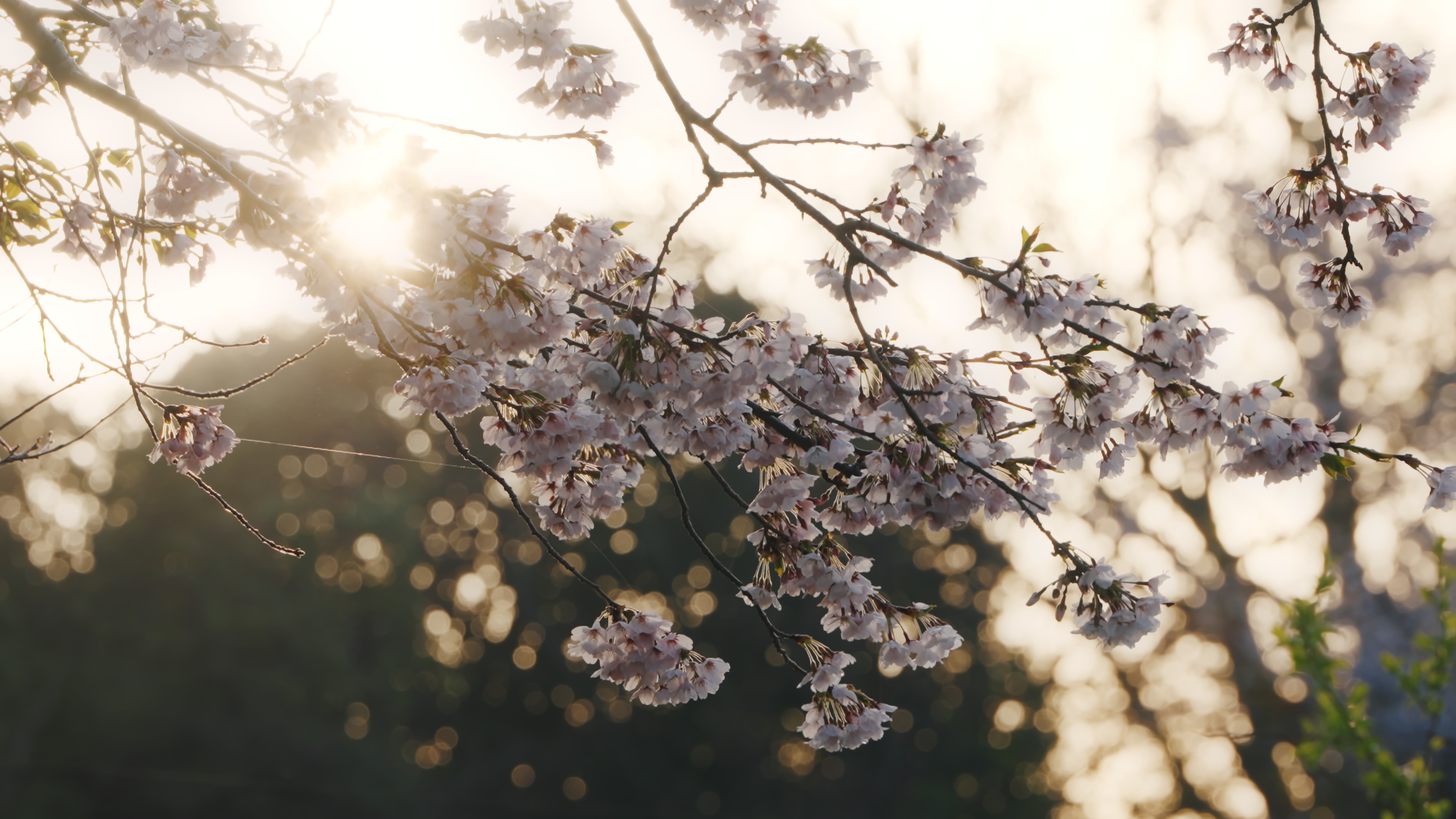 プリセットのサンプル画像