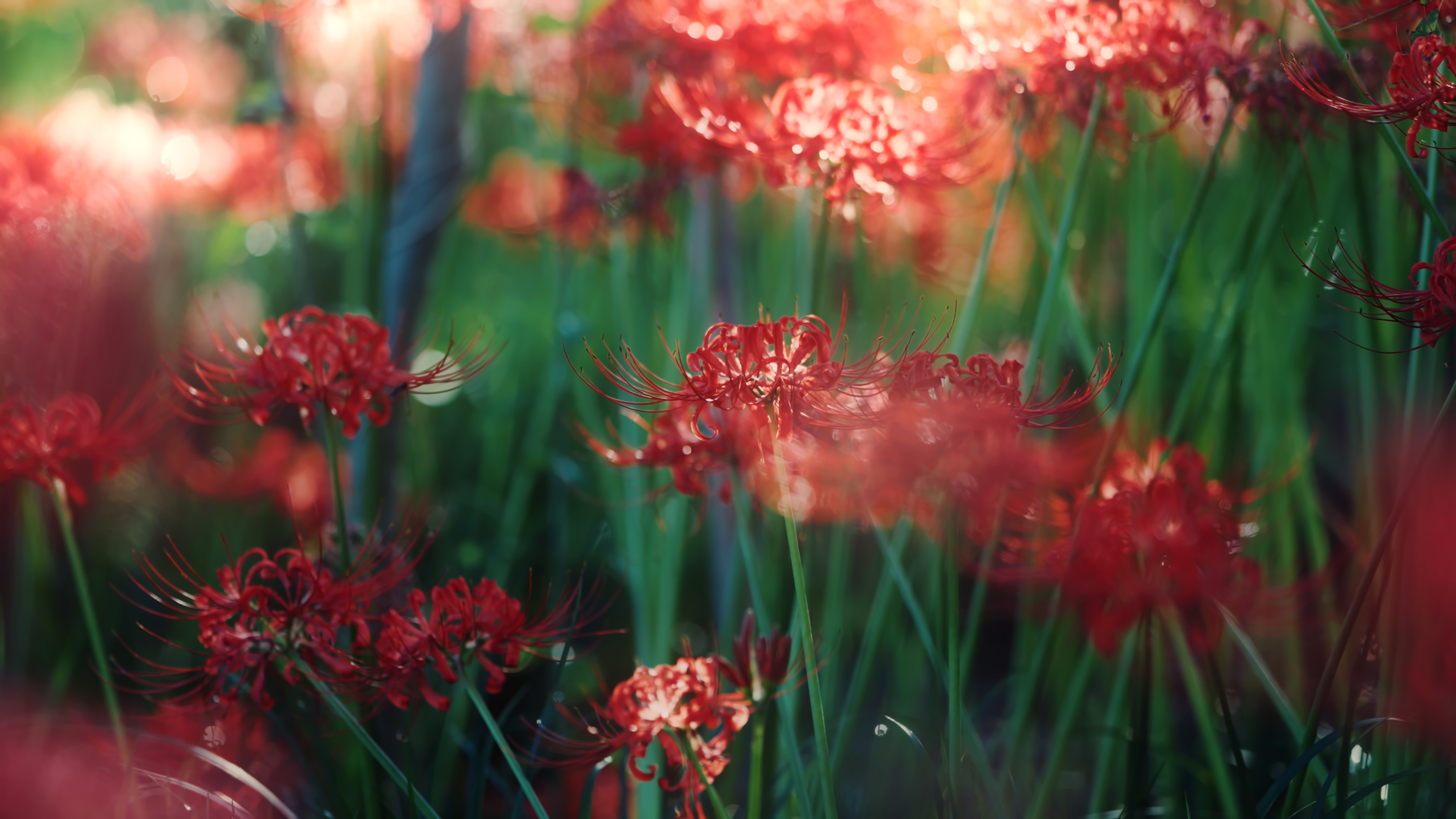 プリセットのサンプル画像