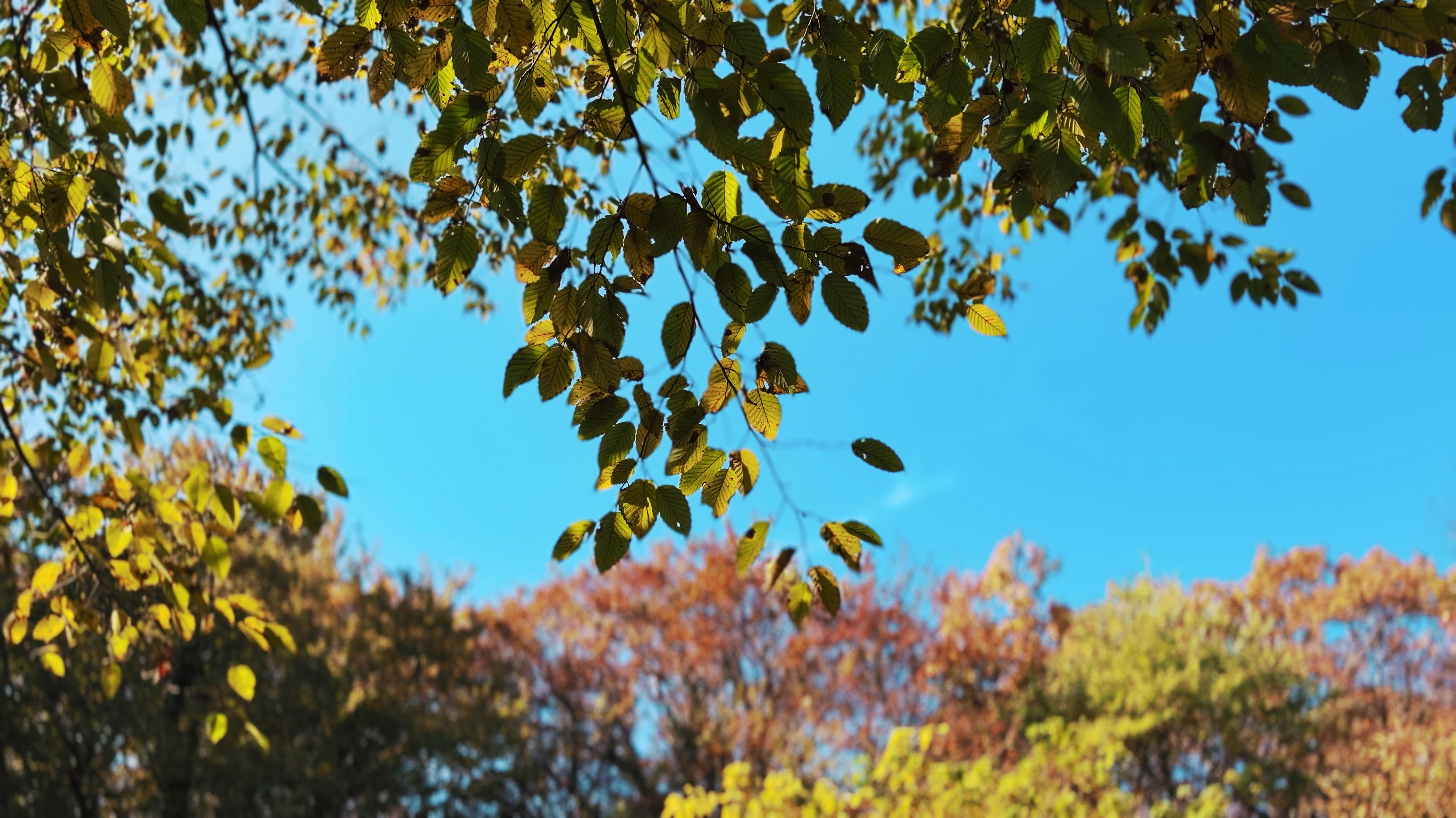 プリセットのサンプル画像