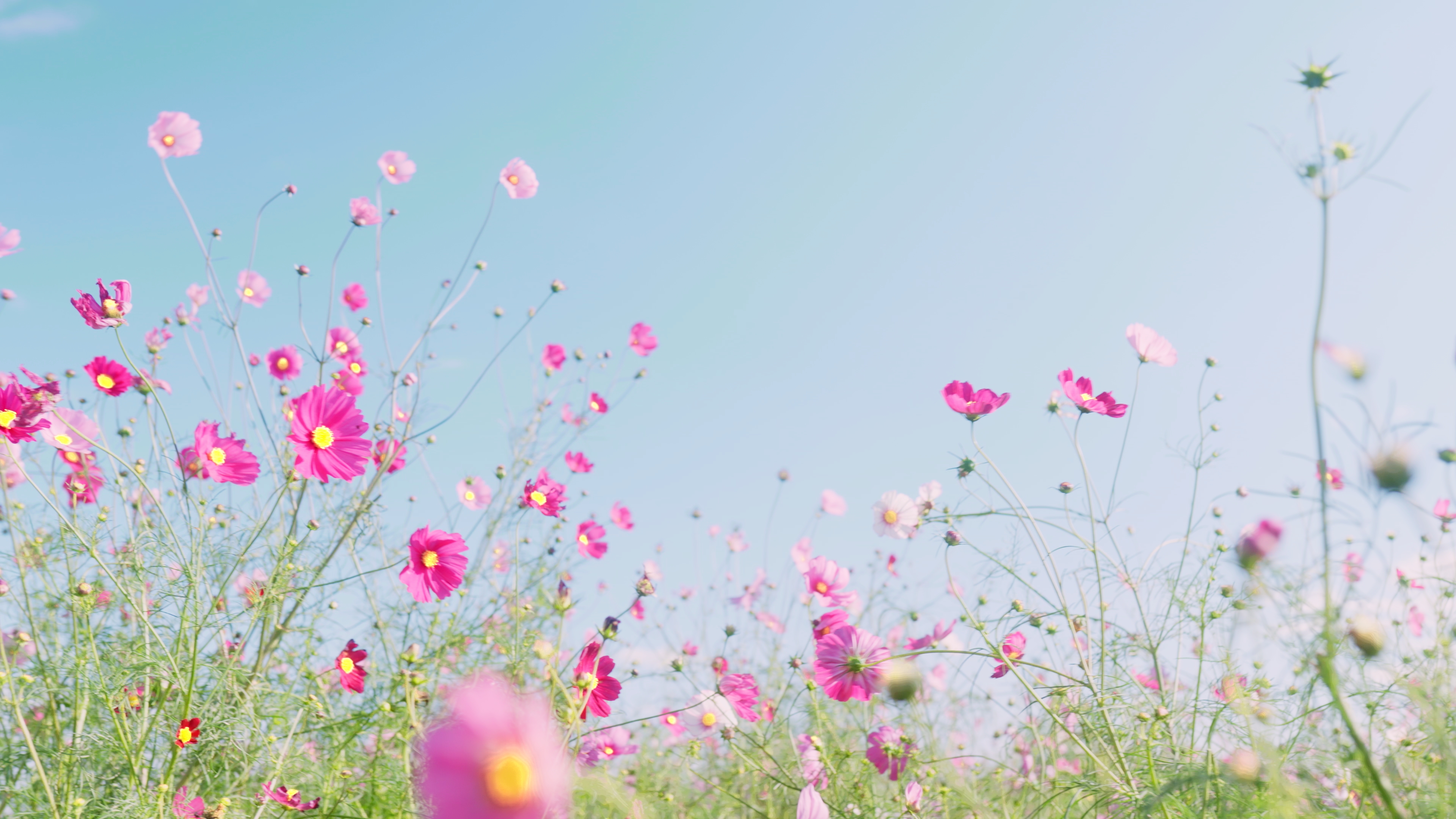 プリセットのサンプル画像