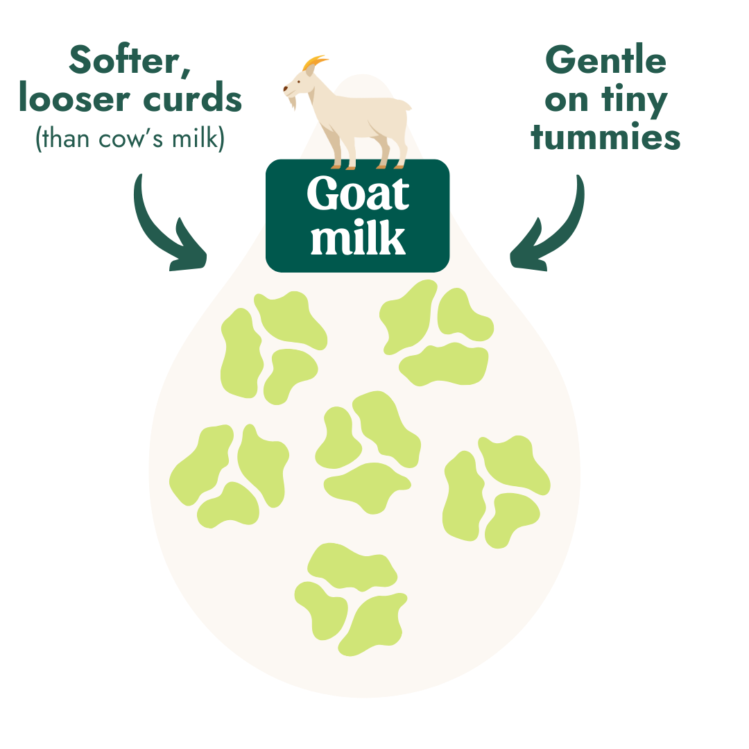 Image of Nannycare goat milk baby formula, made with higher levels of natural ingredients including fresh whole goat milk. Nannycare has softer, looser curds (compared to cow's milk).