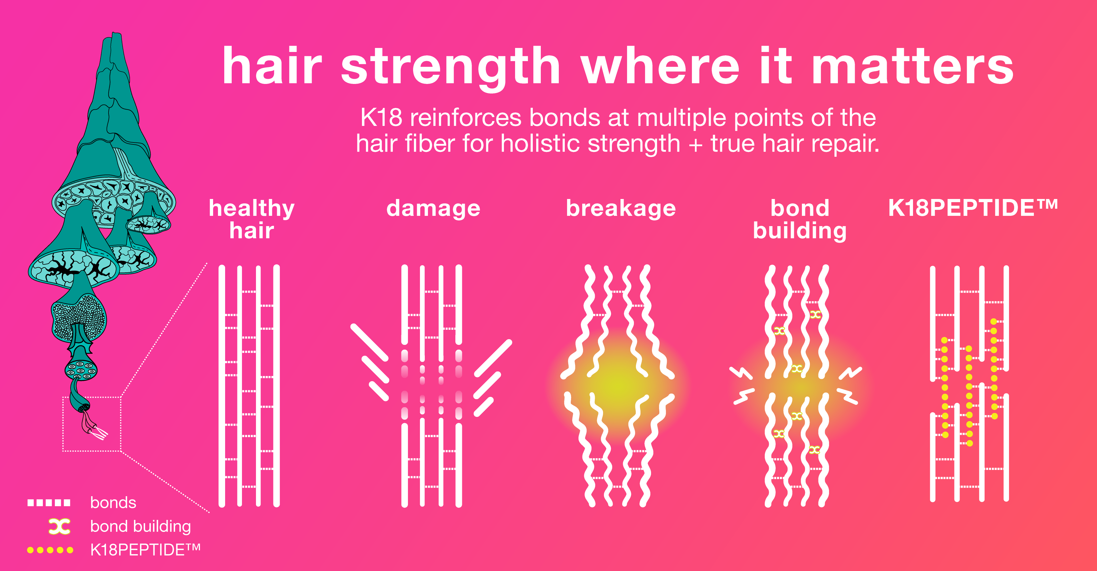 Where Does Hair Strength Come From?
