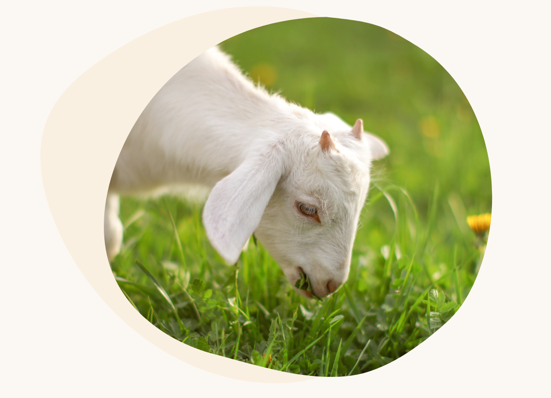 White goat grazing on pasture